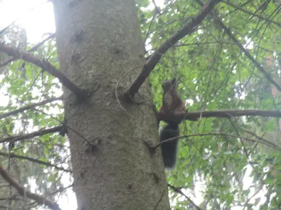 a squirrel is sitting in a tree at Rekreační dům v Brdech Pod Svatou Annou in Ohrazenice