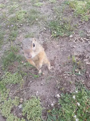 a small animal is standing in the grass at Apartment Park Radouč - 60m2 in Mladá Boleslav