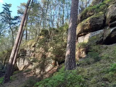 a group of trees on the side of a mountain at Roubenka u Huvarů in Tachov