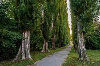 a path lined with trees in a park at Apartmán u Jiříka in Poděbrady