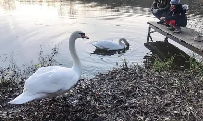two swans swimming in the water next to a person at Sazava River Cottage with boating experience in Týnec nad Sázavou