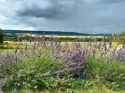 a field of purple flowers in a field at Panorama house Brdy in Příbram