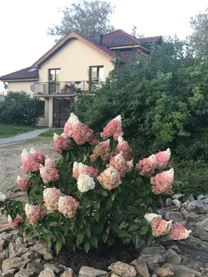 a bush of pink and white flowers in front of a house at Apartman Romantica in Poděbrady