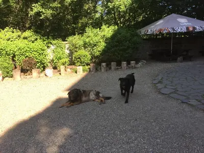 two dogs walking on a gravel road with at Hájovna hradu Houska in Doksy