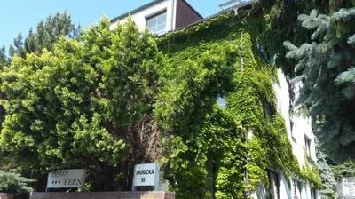 a building covered in green ivy with signs on it at Pension Kern in Prague