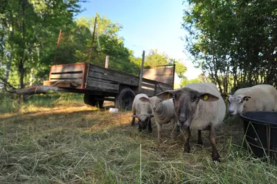 a group of sheep standing next to a truck at Jurty v Sadu in Český Brod