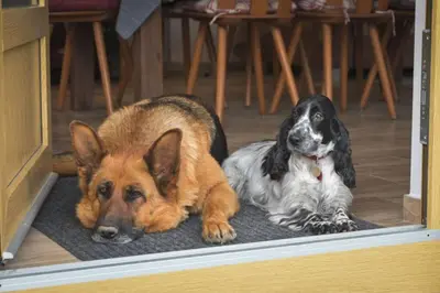 two dogs laying on a rug in a doorway at Útulný domek v zahradě v Unhošti nedaleko letiště in Unhošť