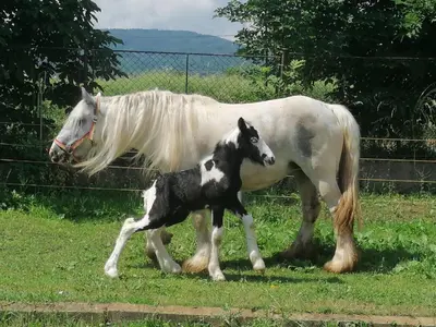 a horse and a baby horse standing in a field at Apartmány Statek Bezdědice in Hostomice