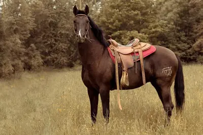 a brown horse standing in a field of tall grass at Apartmány Statek Bezdědice in Hostomice