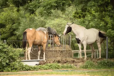 a group of horses standing next to a fence at Apartmány Statek Bezdědice in Hostomice
