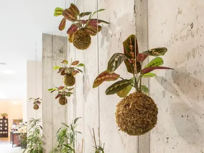 a group of plants hanging on a wall at EA Embassy Prague Hotel in Prague