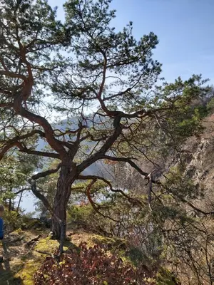 a tree on the side of a mountain at Apartmán Tony Slapy in Slapy
