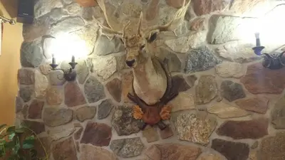 a trophy deer head on a stone wall at Zámeček Kaliště in Poddubí