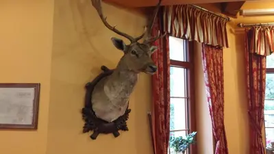 a fake deer head hanging on a wall at Zámeček Kaliště in Poddubí