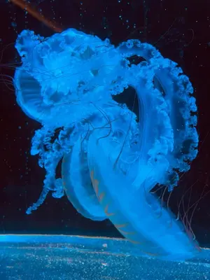 a blue jellyfish swimming in the water at SPA SPA Letná in Prague