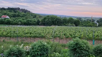 a field of crops with a farm in the background at Pension Vinařství Klučov in Klučov