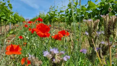 a field of red poppies and other flowers at Pension Vinařství Klučov in Klučov