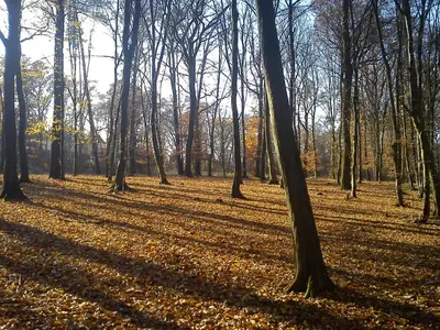 a group of trees in a field with leaves on the ground at Apartmany Chodov in Prague