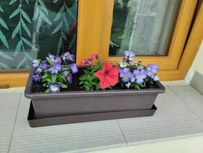 a pot of flowers sitting in front of a window at Malé útulné studio s koupelnou a kuchyňkou in Svinařov