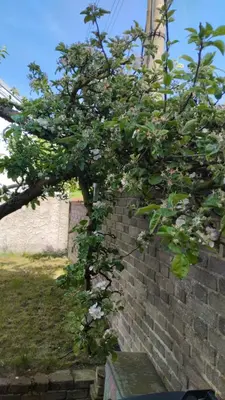 a tree with white flowers growing next to a brick wall at Malé útulné studio s koupelnou a kuchyňkou in Svinařov