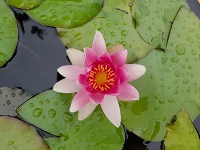 a pink flower in the middle of a bunch of lily pads at Rodinný dům pod Hazemburkem in Libochovice