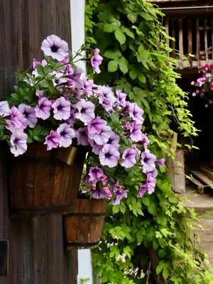 a bunch of flowers in flower pots on a wall at Hlučov Lesní Chalupa in Kokořín