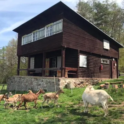 a herd of animals running in front of a house at Chata s duší in Beroun
