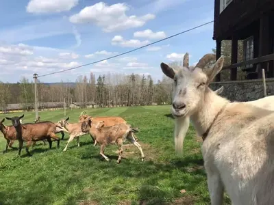 a group of goats running in a field at Chata s duší in Beroun