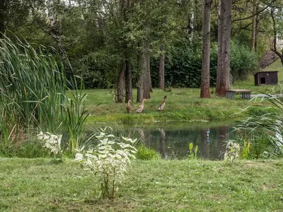 a group of birds walking around a pond in a park at Hotel U Parku in Hořovice