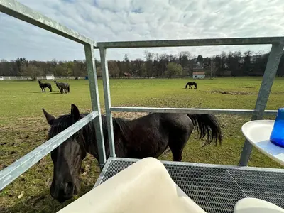 a horse grazing in a field behind a fence at Glamping - stylová maringotka v srdci Ladova kraje, poblíž hlavního města Prahy in Stříbrná Skalice
