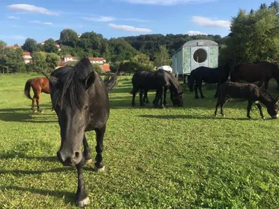 a group of horses grazing in a field at Glamping - stylová maringotka v srdci Ladova kraje, poblíž hlavního města Prahy in Stříbrná Skalice