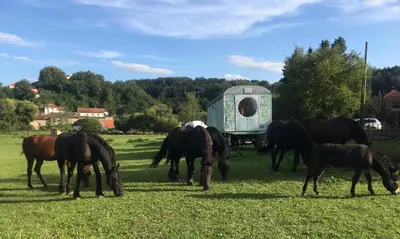 a group of horses grazing in a field at Glamping - stylová maringotka v srdci Ladova kraje, poblíž hlavního města Prahy in Stříbrná Skalice