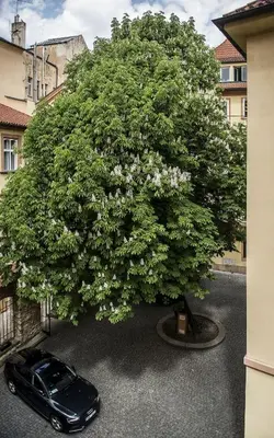 a car parked under a large tree with white flowers at Opitzův dům in Prague