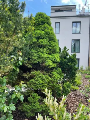 a large green tree in front of a building at Executive Apartments Taborska in Mladá Boleslav