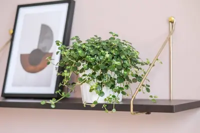 a plant in a pot on a shelf next to a picture at Charming apartment for two in uptown in Prague