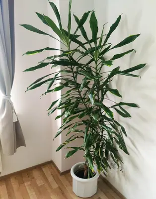 a plant in a white pot sitting on a floor at Double King Size Sunny Suite In Castle Area in Prague