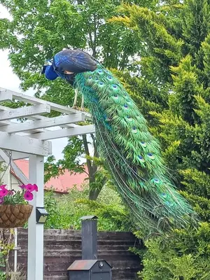 a peacock sculpture on the side of a fence at Paradise villa apartment in Prague