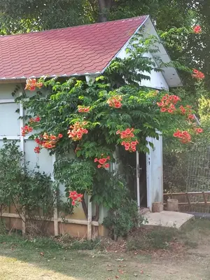 a tree with red flowers in front of a white house at Paradise villa apartment in Prague