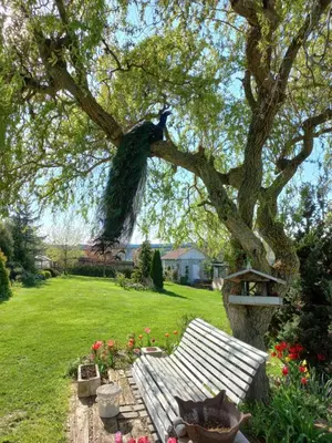 a peacock sitting on a tree in a yard at Paradise villa apartment in Prague