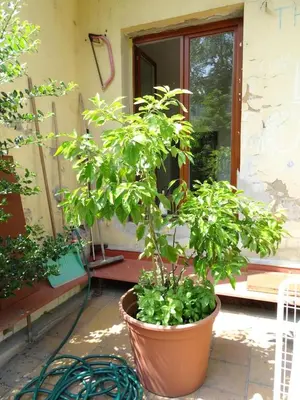 a plant in a pot in front of a window at Garden Apartment on Art Nouveau Street in Central Prague in Prague