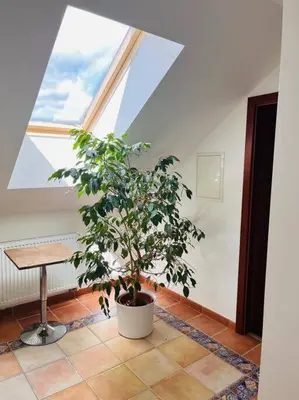 a potted tree in a room with a window at Apartmán se zahradou 20 minut do centra Prahy in Ořech