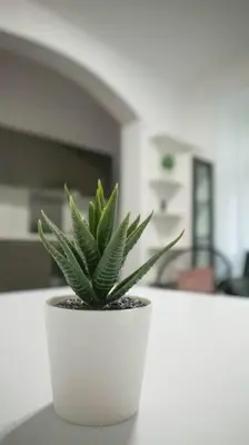 a green plant in a white pot on a counter at Modern Apartment in the Center of Prague in Prague