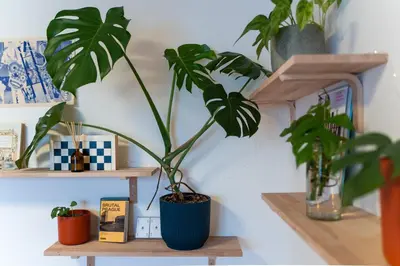 a room with two plants on wooden shelves at Malý byt s balkonem & free parking in Prague