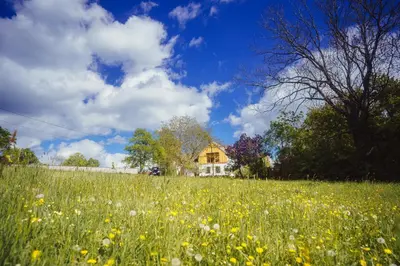 a field of yellow flowers in front of a house at Chalupa Ořešák - Walnut House in Svojšice