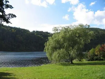 a tree in the grass next to a body of water at Dvůr bude in Osečany