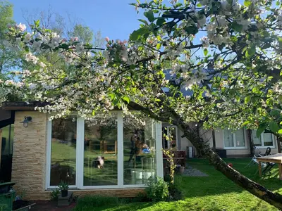a flowering tree in front of a house at Apartmán Marmeláda in Čtyřkoly