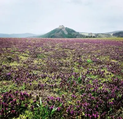 a field of purple flowers with a hill in the background at Maringotka Za Trnkou in Točník
