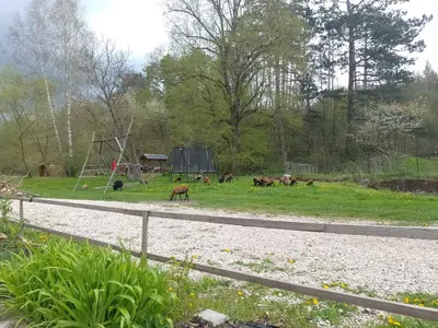 a group of horses grazing in a field next to a road at Penzion Litohlavy 17 - Na samotě u lesa in Králŭv Dvŭr