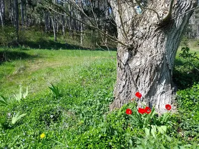 a tree with red flowers next to a tree at Penzion Litohlavy 17 - Na samotě u lesa in Králŭv Dvŭr